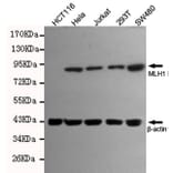 Anti-MLH1 Antibody from Bioworld Technology (MB0151) - Antibodies.com