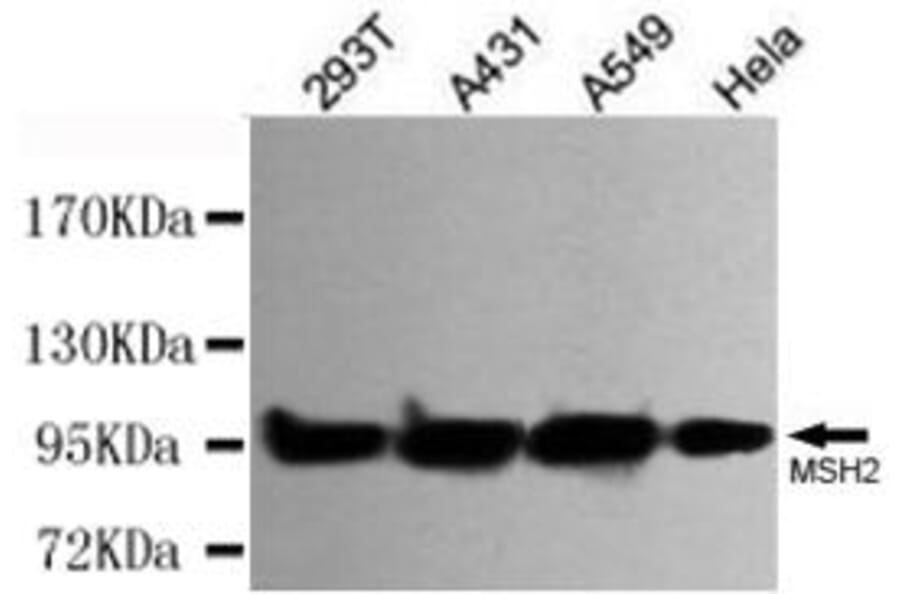 Anti-MSH2 Antibody from Bioworld Technology (MB0152) - Antibodies.com