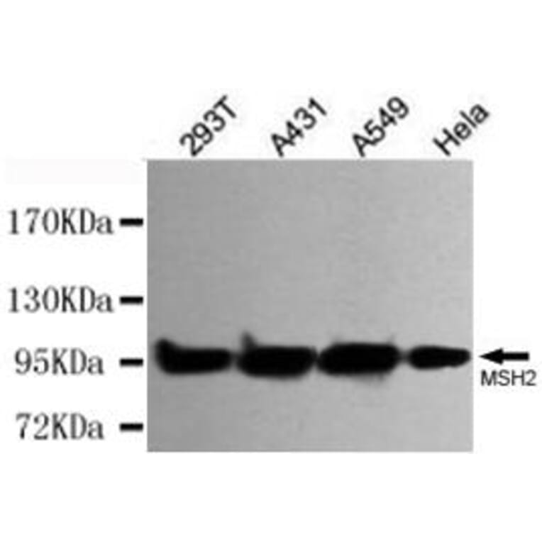 Anti-MSH2 Antibody from Bioworld Technology (MB0152) - Antibodies.com