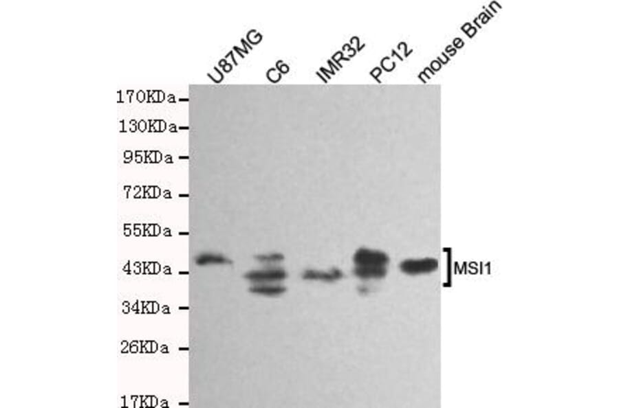 Anti-Musashi-1 Antibody from Bioworld Technology (MB0154) - Antibodies.com