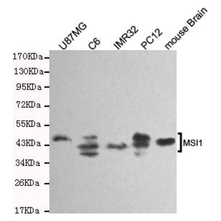Anti-Musashi-1 Antibody from Bioworld Technology (MB0154) - Antibodies.com