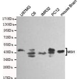 Anti-Musashi-1 Antibody from Bioworld Technology (MB0154) - Antibodies.com