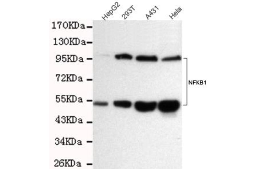 Anti-NFkB-p105/p50 Antibody from Bioworld Technology (MB0155) - Antibodies.com
