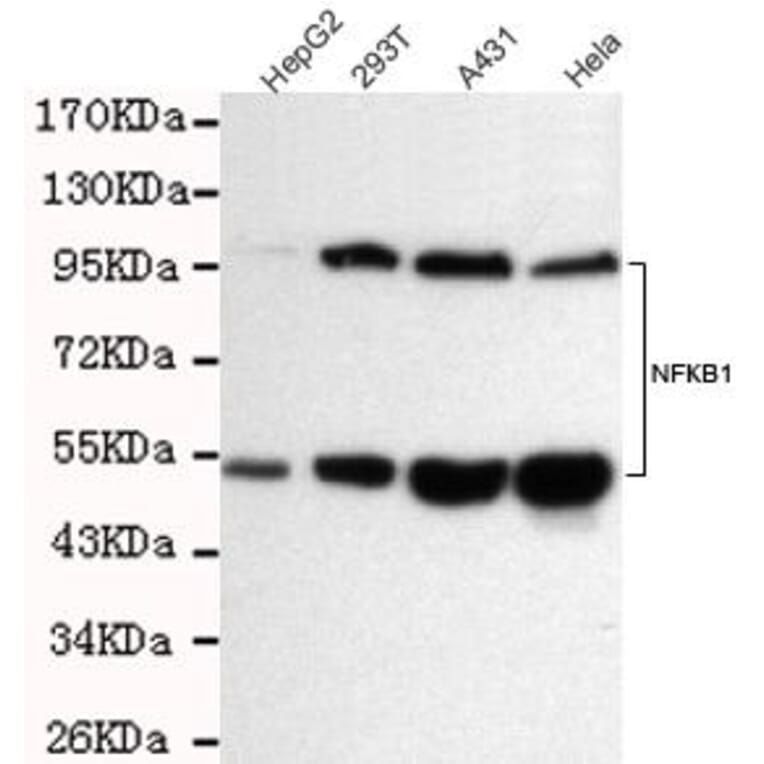Anti-NFkB-p105/p50 Antibody from Bioworld Technology (MB0155) - Antibodies.com