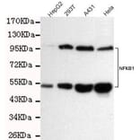 Anti-NFkB-p105/p50 Antibody from Bioworld Technology (MB0155) - Antibodies.com