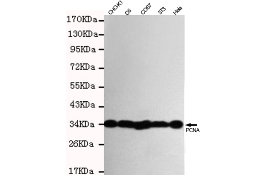 Anti-PCNA Antibody from Bioworld Technology (MB0156) - Antibodies.com