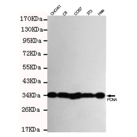 Anti-PCNA Antibody from Bioworld Technology (MB0156) - Antibodies.com