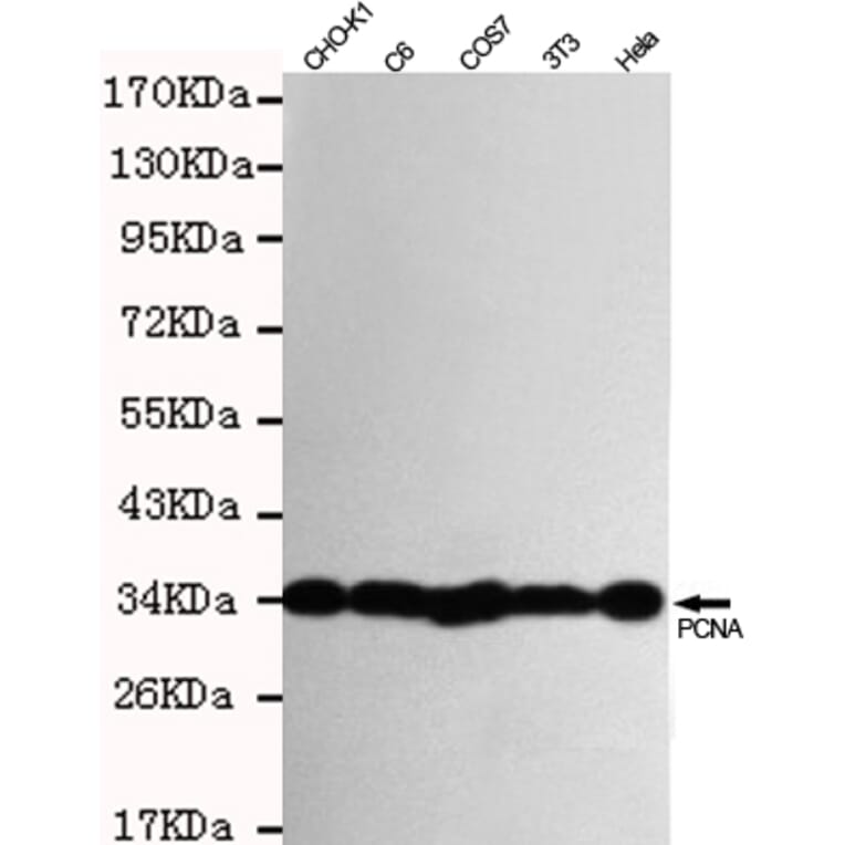 Anti-PCNA Antibody from Bioworld Technology (MB0156) - Antibodies.com
