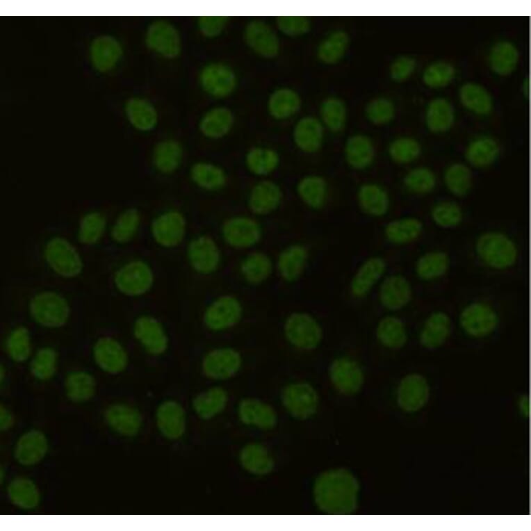 Anti-PCNA Antibody from Bioworld Technology (MB0156) - Antibodies.com