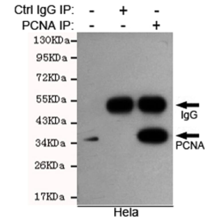 Anti-PCNA Antibody from Bioworld Technology (MB0156) - Antibodies.com