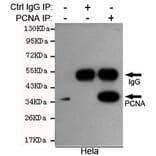 Anti-PCNA Antibody from Bioworld Technology (MB0156) - Antibodies.com