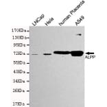 Anti-ALPP Antibody from Bioworld Technology (MB0158) - Antibodies.com