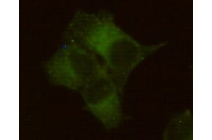 Anti-ALPP Antibody from Bioworld Technology (MB0158) - Antibodies.com