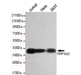Anti-PPP1CC Antibody from Bioworld Technology (MB0159) - Antibodies.com