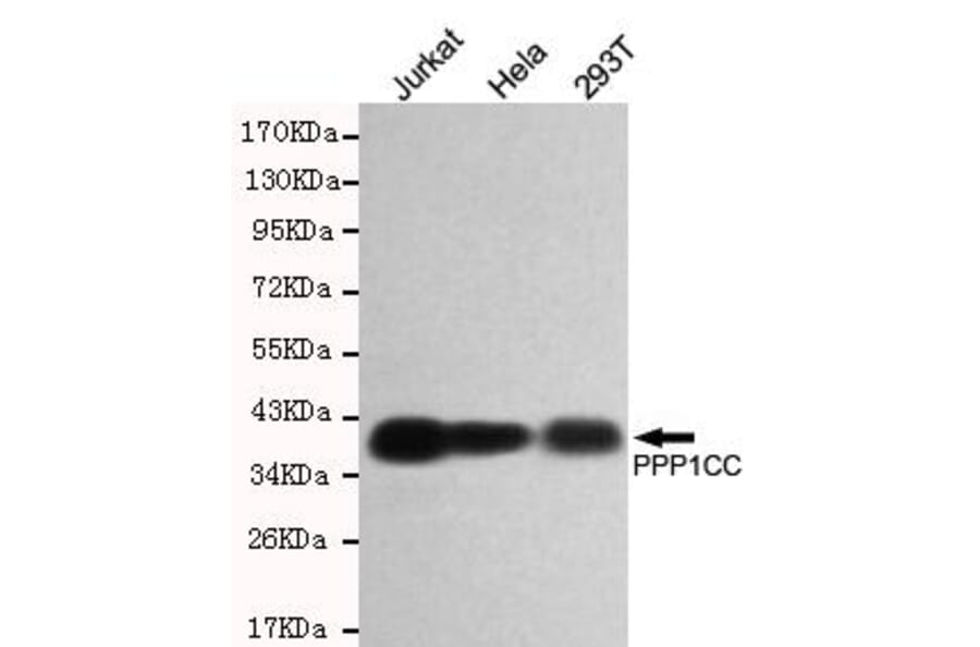 Anti-PPP1CC Antibody from Bioworld Technology (MB0159) - Antibodies.com