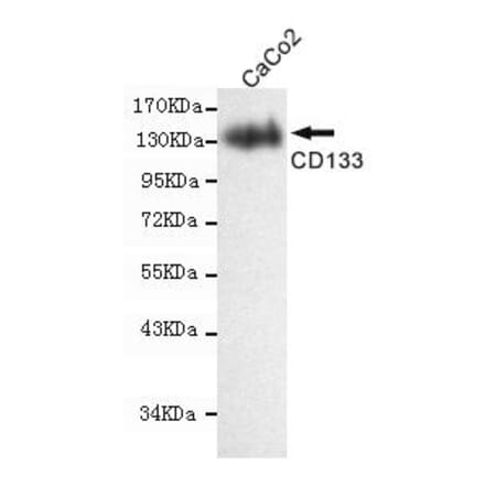 Anti-CD133 Antibody from Bioworld Technology (MB0160) - Antibodies.com