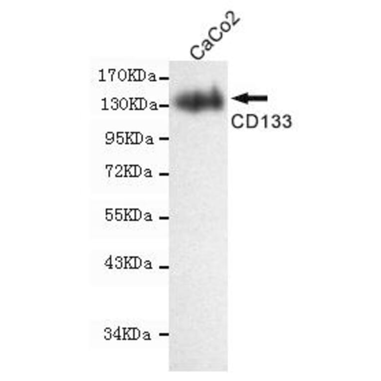Anti-CD133 Antibody from Bioworld Technology (MB0160) - Antibodies.com