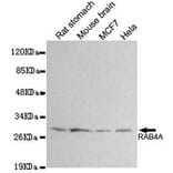 Anti-RAB4A Antibody from Bioworld Technology (MB0161) - Antibodies.com