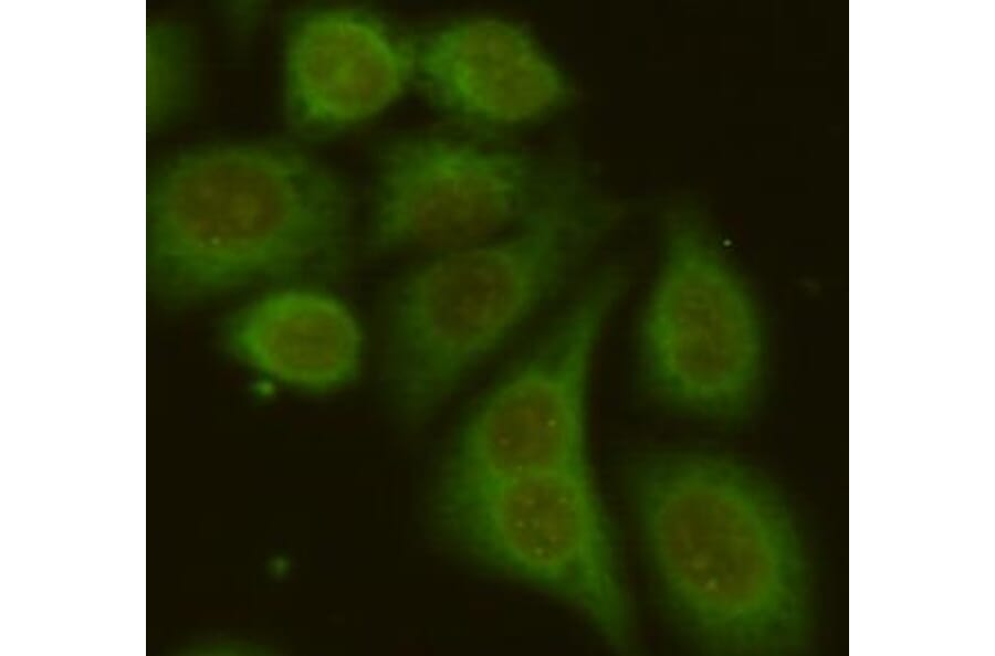Anti-RAB4A Antibody from Bioworld Technology (MB0161) - Antibodies.com