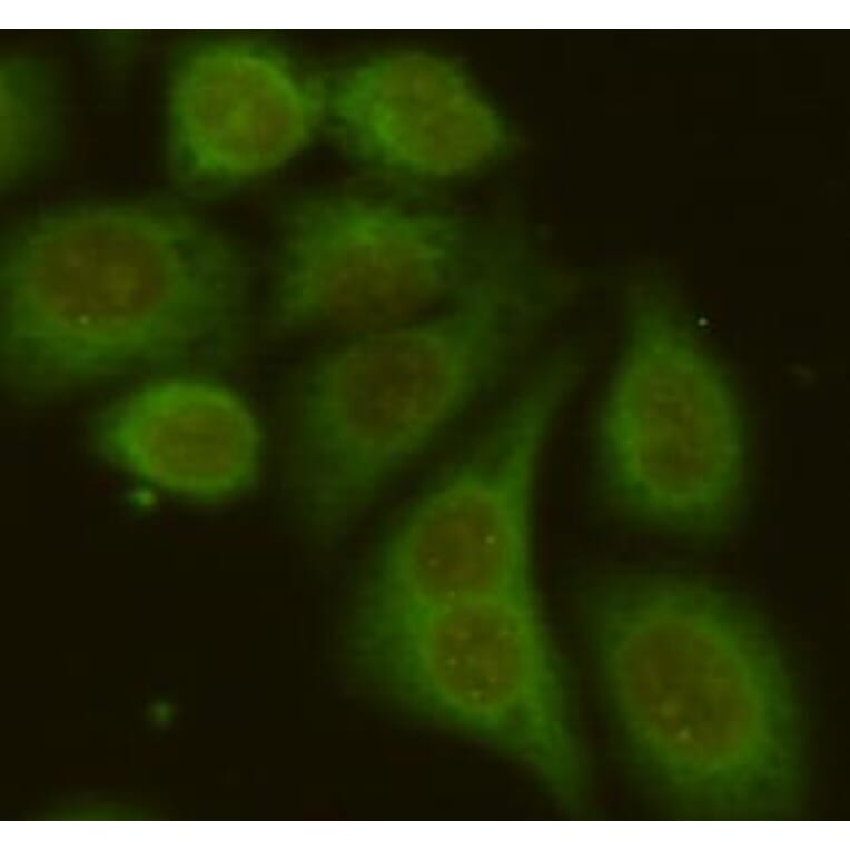 Anti-RAB4A Antibody from Bioworld Technology (MB0161) - Antibodies.com