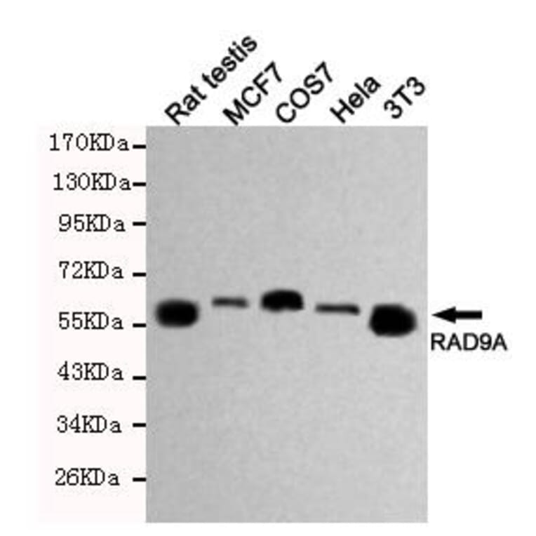 Anti-RAD9A Antibody from Bioworld Technology (MB0162) - Antibodies.com