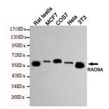 Anti-RAD9A Antibody from Bioworld Technology (MB0162) - Antibodies.com