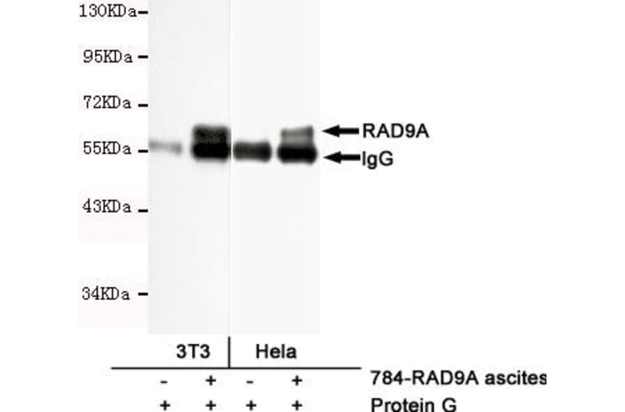 Anti-RAD9A Antibody from Bioworld Technology (MB0162) - Antibodies.com
