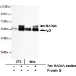 Anti-RAD9A Antibody from Bioworld Technology (MB0162) - Antibodies.com