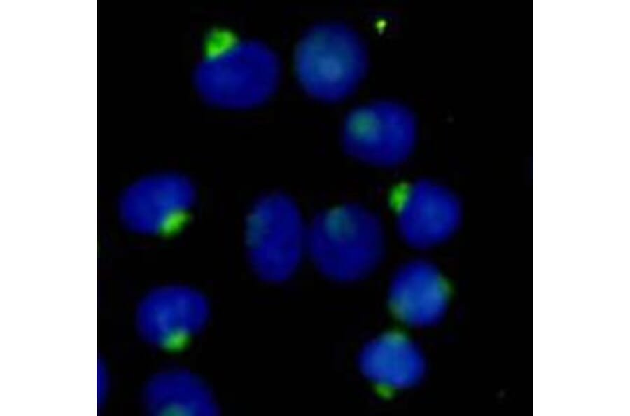 Anti-RanBP9 Antibody from Bioworld Technology (MB0163) - Antibodies.com