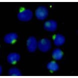 Anti-RanBP9 Antibody from Bioworld Technology (MB0163) - Antibodies.com