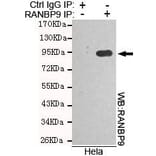 Anti-RanBP9 Antibody from Bioworld Technology (MB0163) - Antibodies.com