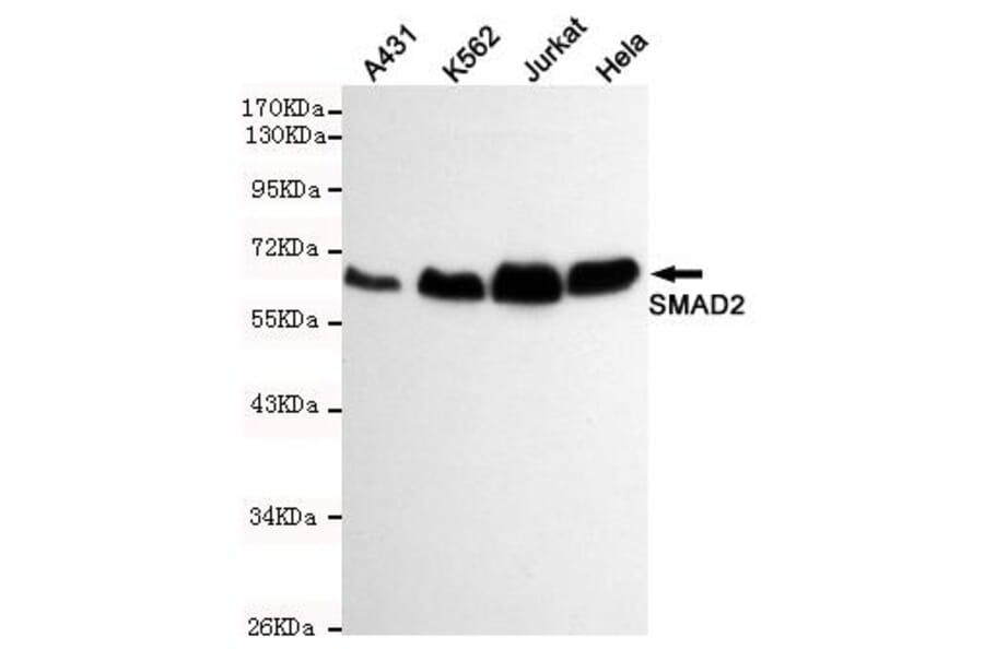 Anti-Smad2 Antibody from Bioworld Technology (MB0165) - Antibodies.com