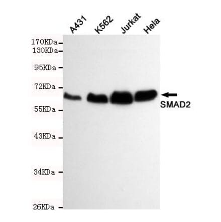 Anti-Smad2 Antibody from Bioworld Technology (MB0165) - Antibodies.com