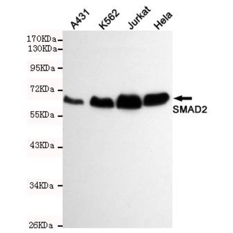 Anti-Smad2 Antibody from Bioworld Technology (MB0165) - Antibodies.com