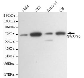 Anti-SWAP70 Antibody from Bioworld Technology (MB0167) - Antibodies.com