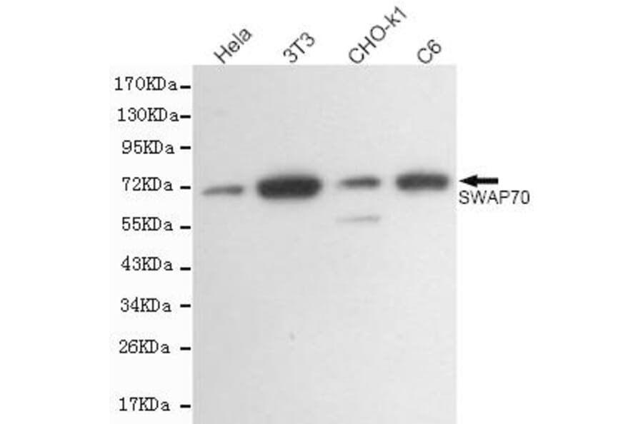 Anti-SWAP70 Antibody from Bioworld Technology (MB0167) - Antibodies.com
