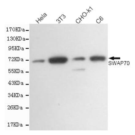 Anti-SWAP70 Antibody from Bioworld Technology (MB0167) - Antibodies.com