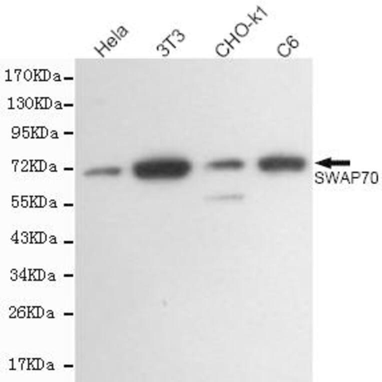 Anti-SWAP70 Antibody from Bioworld Technology (MB0167) - Antibodies.com