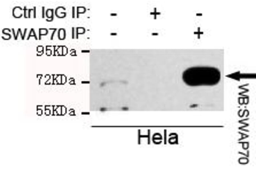 Anti-SWAP70 Antibody from Bioworld Technology (MB0167) - Antibodies.com