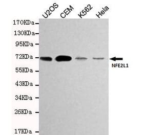 Anti-NFE2L1 Antibody from Bioworld Technology (MB0168) - Antibodies.com