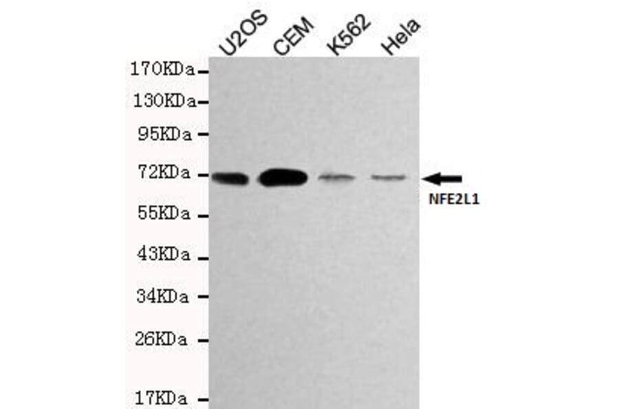 Anti-NFE2L1 Antibody from Bioworld Technology (MB0168) - Antibodies.com