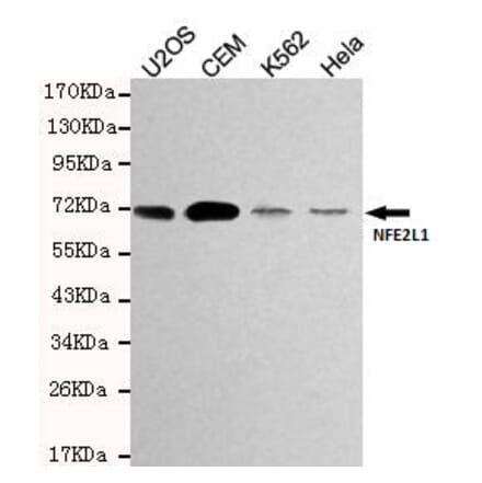 Anti-NFE2L1 Antibody from Bioworld Technology (MB0168) - Antibodies.com