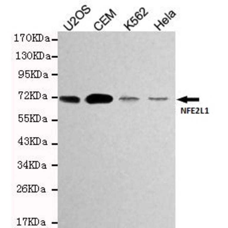Anti-NFE2L1 Antibody from Bioworld Technology (MB0168) - Antibodies.com