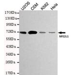 Anti-NFE2L1 Antibody from Bioworld Technology (MB0168) - Antibodies.com
