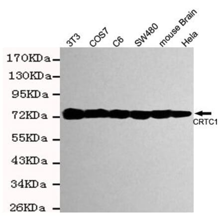 Anti-TORC1 ( IgM) Antibody from Bioworld Technology (MB0169) - Antibodies.com