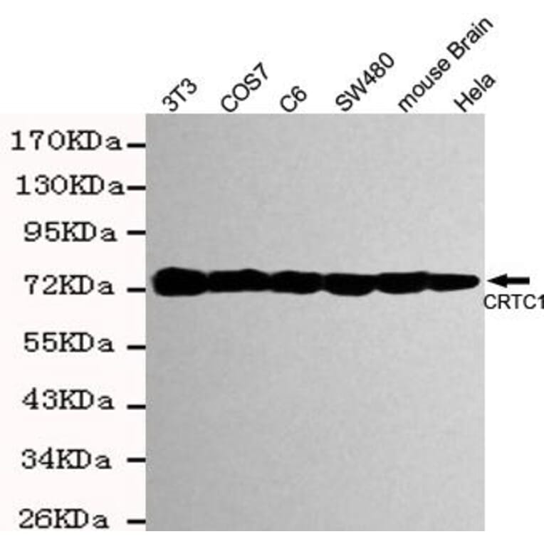 Anti-TORC1 ( IgM) Antibody from Bioworld Technology (MB0169) - Antibodies.com