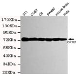 Anti-TORC1 ( IgM) Antibody from Bioworld Technology (MB0169) - Antibodies.com