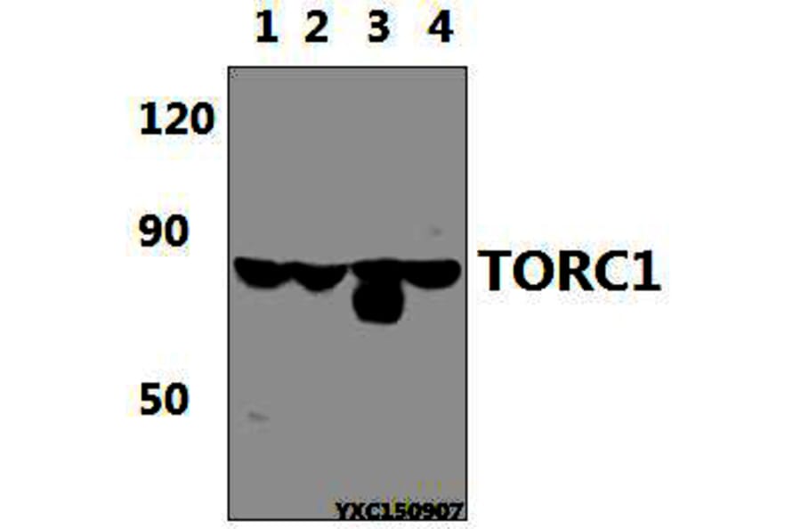 Anti-TORC1 ( IgM) Antibody from Bioworld Technology (MB0169) - Antibodies.com
