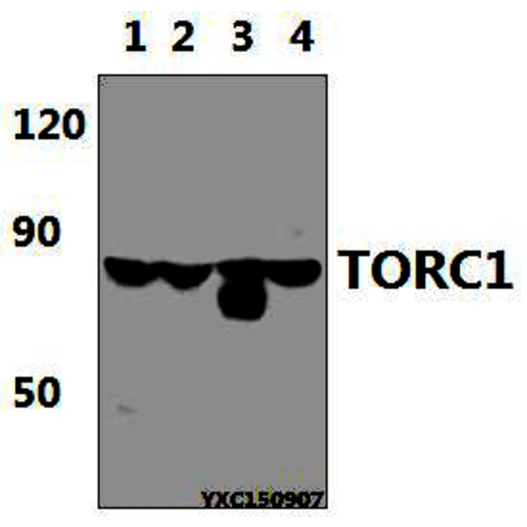 Anti-TORC1 ( IgM) Antibody from Bioworld Technology (MB0169) - Antibodies.com