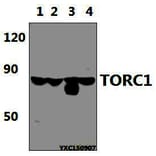 Anti-TORC1 ( IgM) Antibody from Bioworld Technology (MB0169) - Antibodies.com